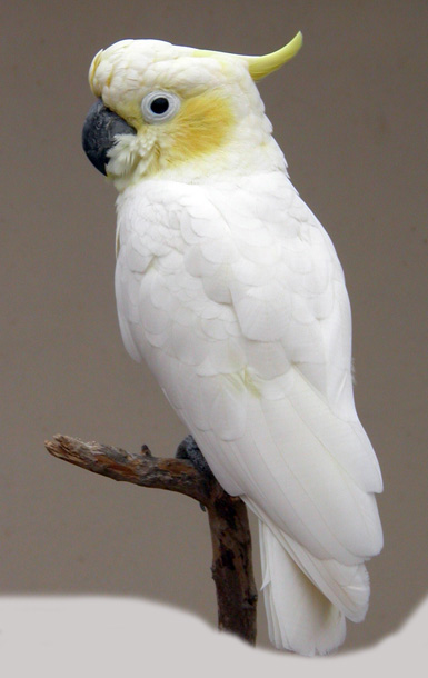 Cacatua sulphurea 